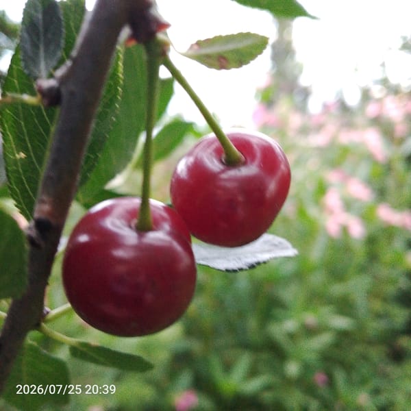 Picking cherries among the pines, pink headscarf in the branches