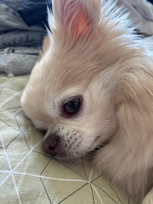 Fluffy chihuahua resting on a patterned green sheet