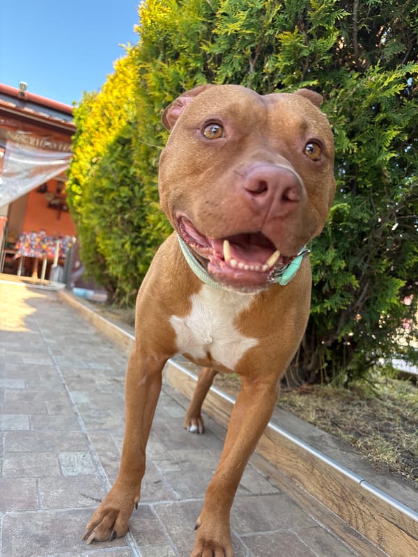 Dog with blue collar spotted on walkway in Lom