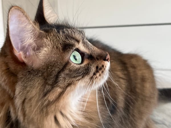 Fluffy tabby cat photographed extensively at home in Babruysk