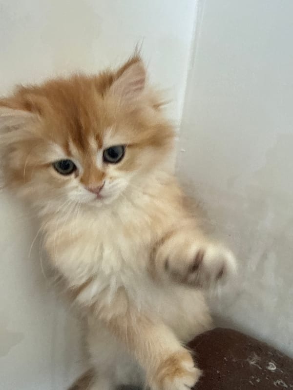 Ginger kitten litter at home in Yurukovo, Bulgaria
