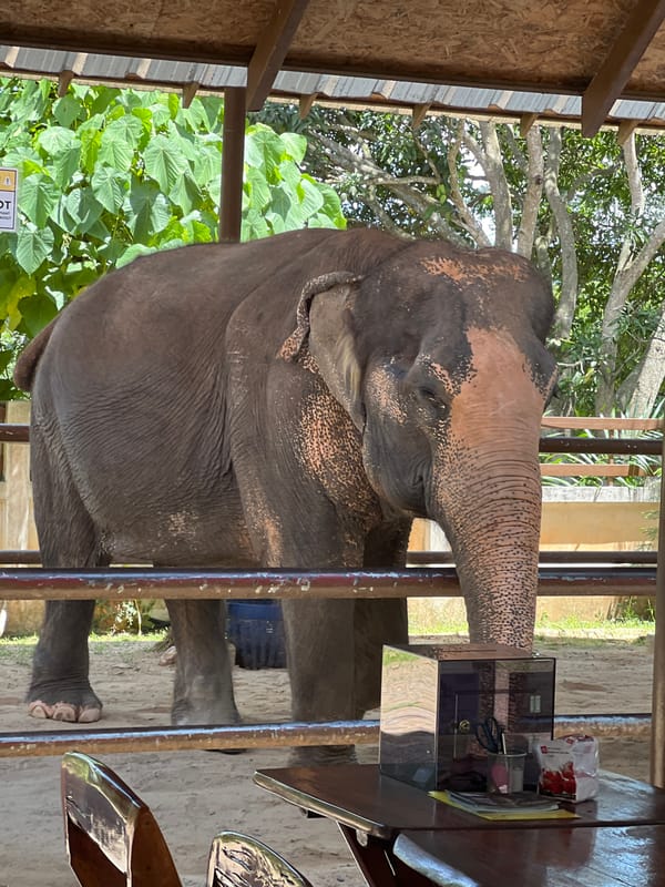 Elephant feeding interactions at Baan Thurian sanctuary