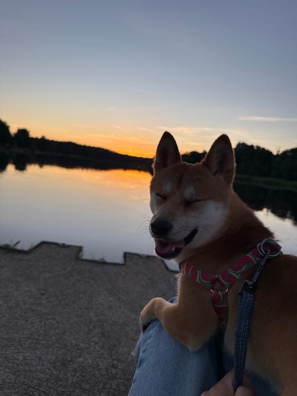 Shiba Inu and sunset vibes on the Gauja River, Latvia