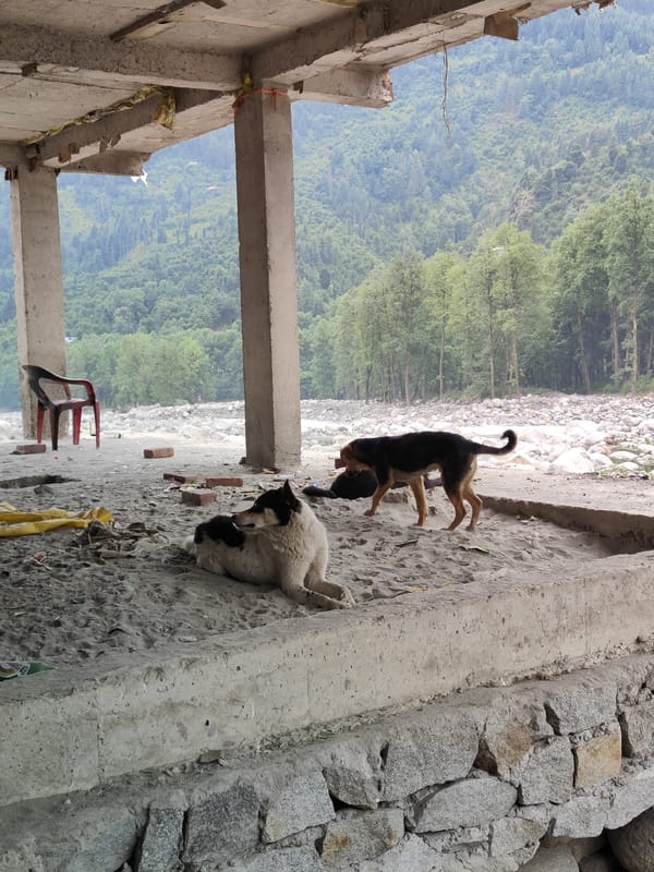Early morning scenes documented around Bahang river and bridge area