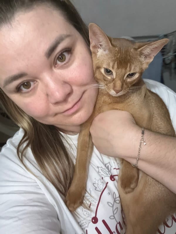 Abyssinian cat lounges around a Stary Oskol apartment