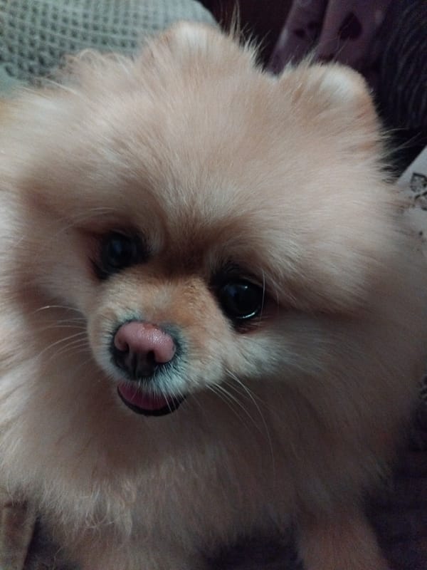 Pet Pomeranian photographed resting indoors in Apriltsi, Bulgaria