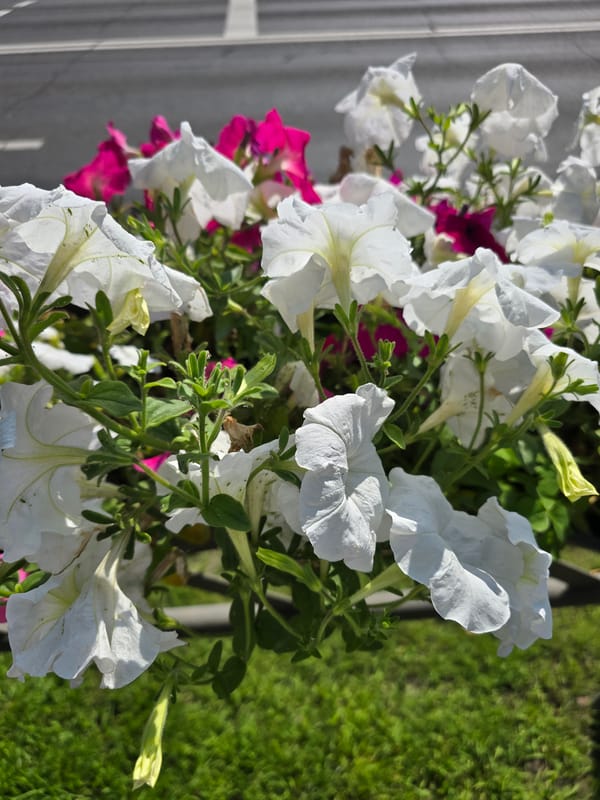 Summer morning in Homyel — flowers, streets, and a car ride