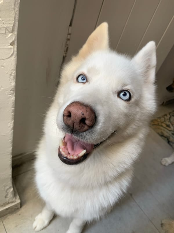 Dogs gather in Tel Aviv building during morning hours
