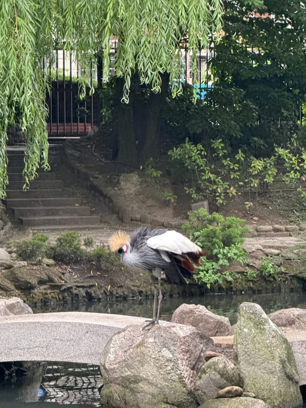 Grey crowned crane on a stone ledge in Sofia
