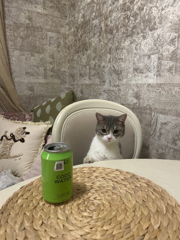 Gray cat observed with coconut water can indoors