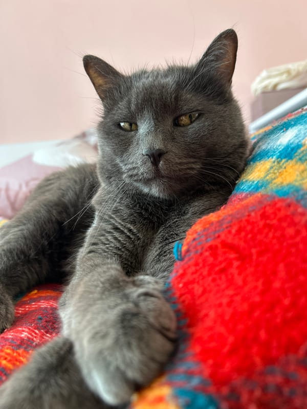 Gray cat sleeps in wicker chair on Veliko Tarnovo balcony