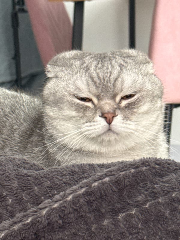 Scottish Fold cat rests under blanket in Izhevsk home