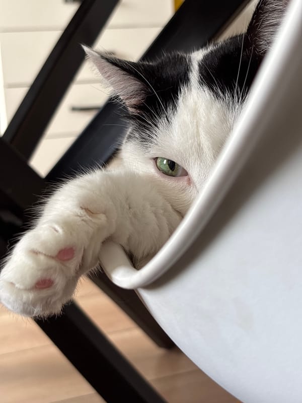 Close-up portrait session with a black and white cat