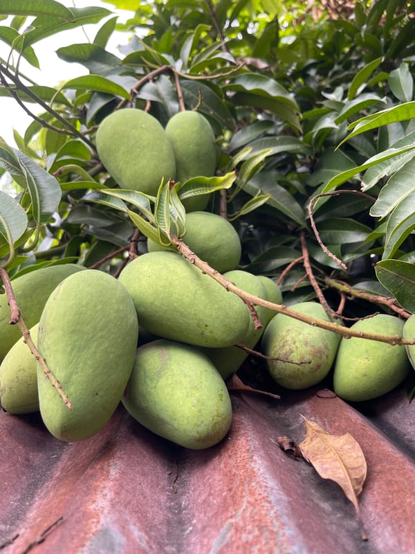 Lazy morning in Aceh: mango trees, roaming cats, and soccer on TV