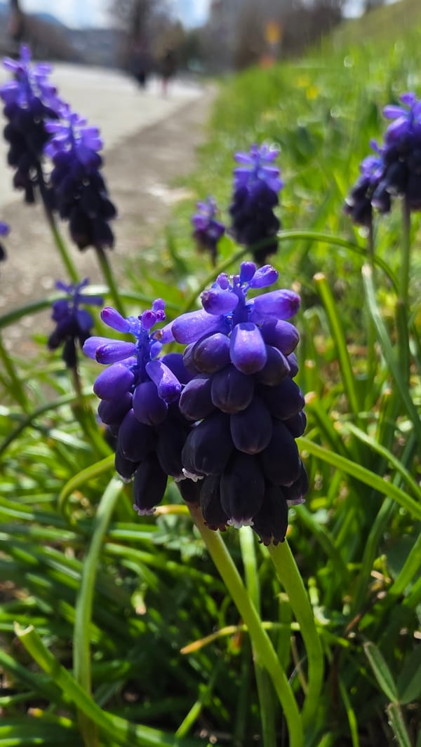 Spring morning walk documented through Blagoevgrad streets and landscapes
