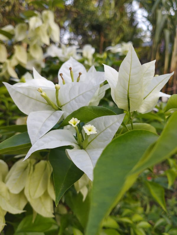 Morning garden documentation captures diverse flowers, mango tree in Keudekrueng