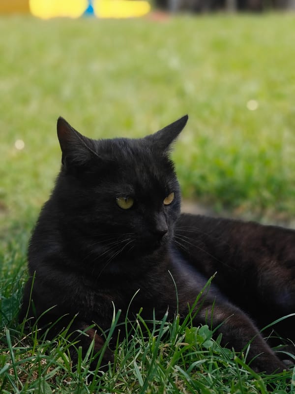 Child plays with black cat in Ukrainian backyard
