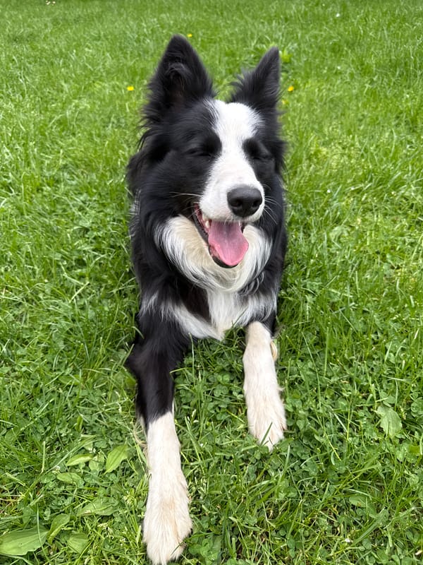 Border Collie and Orange Cat Photographed in Bulgarian Town