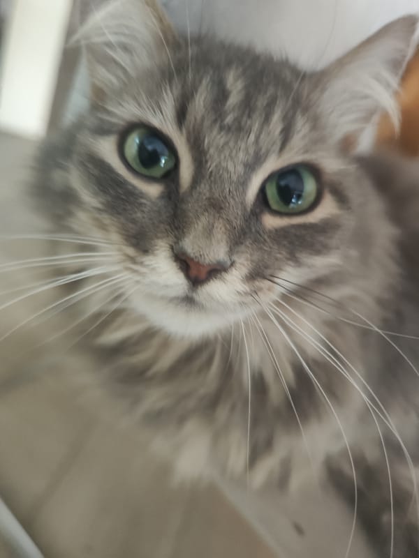 Gray tabby cat photographed indoors showing green eyes, whiskers