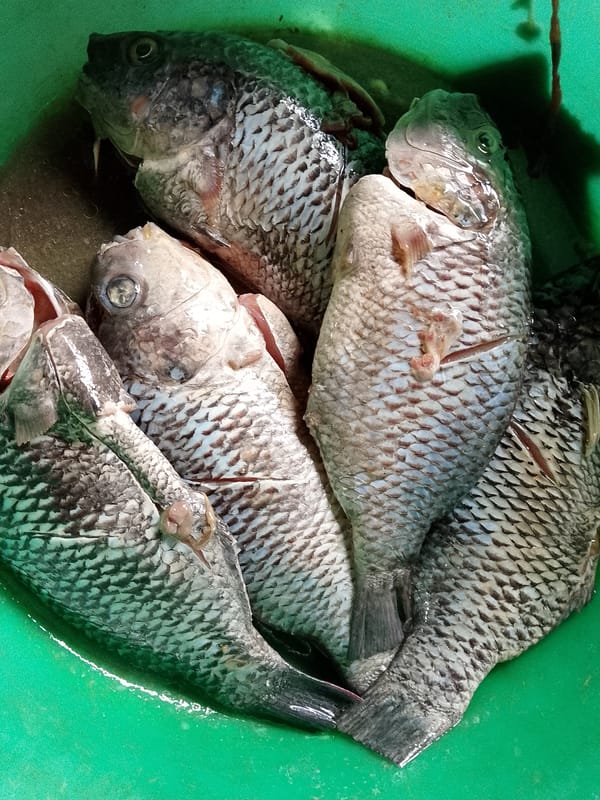 Fresh fish cooked multiple ways in a Lhokseumawe kitchen