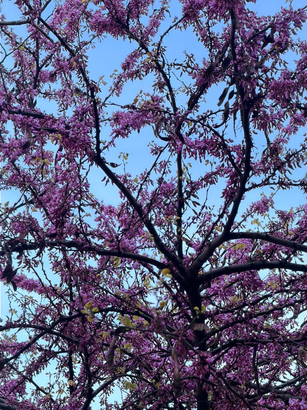 Purple blossoms bloom against blue sky in Rijeka
