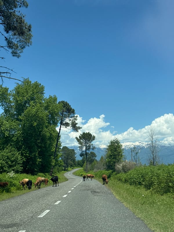 Cows block rural road in Abkhazia village