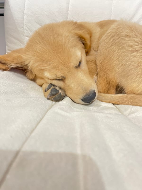 Golden retriever puppy sleeps peacefully indoors in Bulgaria
