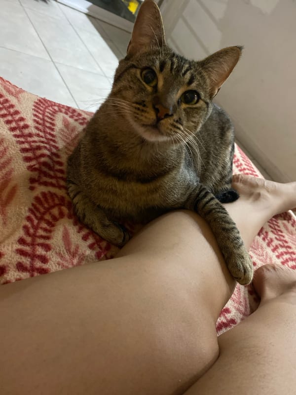 Man and tabby cat share quiet morning moments