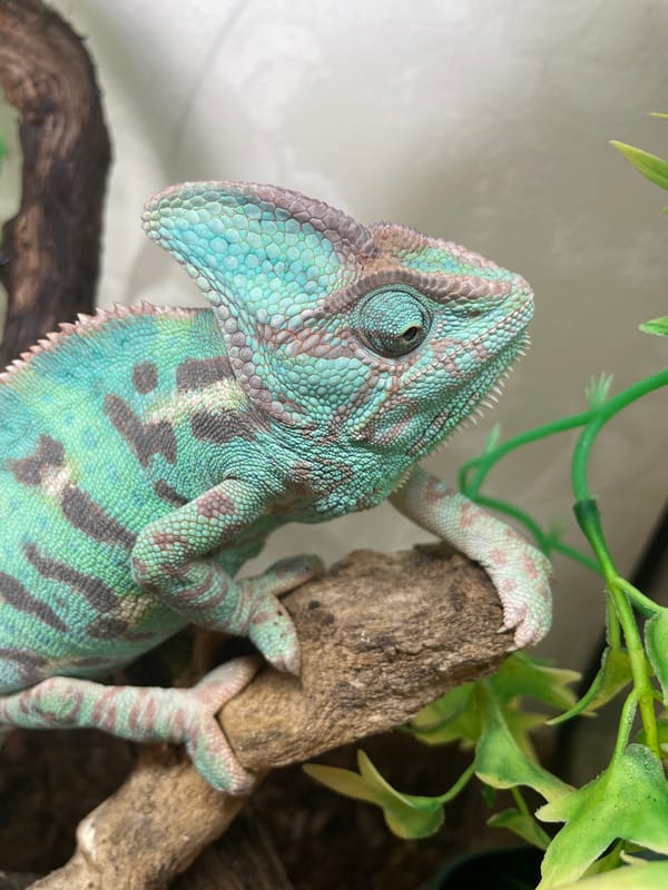 Veiled chameleon up close in a Sochi terrarium setting