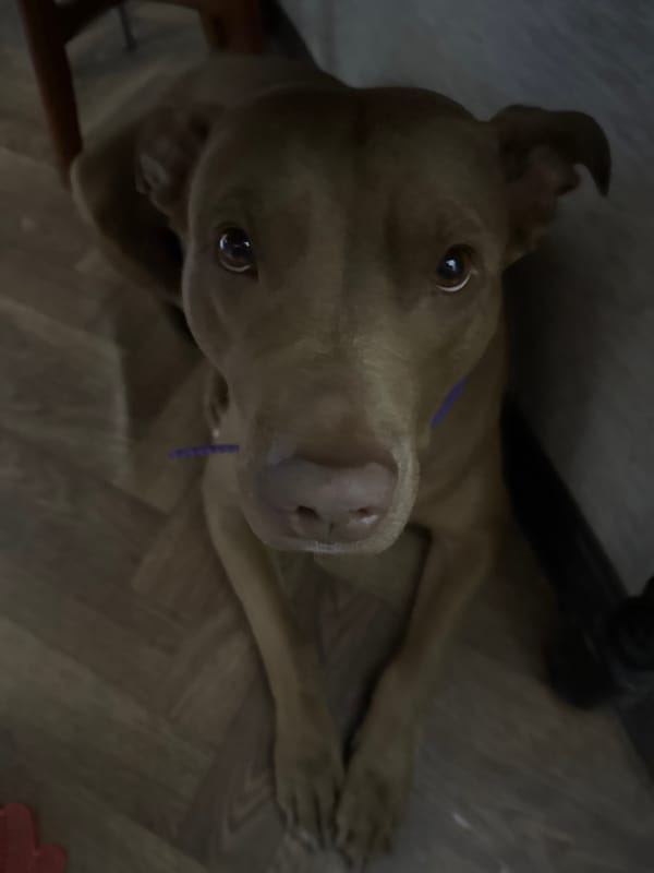 Brown pit bull poses on hardwood floor from every angle