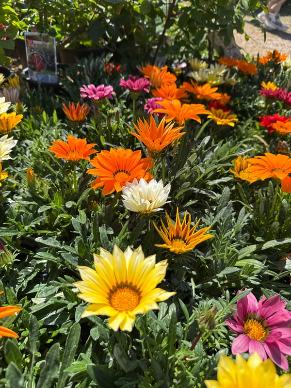 Spring flower displays captured at Aprilia garden center