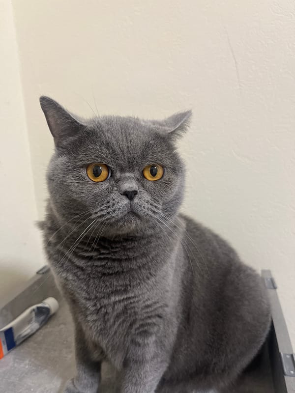 British Shorthair cat evening photoshoot in Saint Petersburg apartment