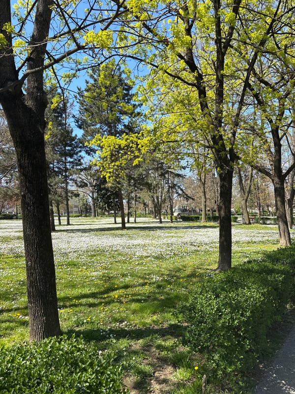 Dog rests in daisy field at Kraljevo park