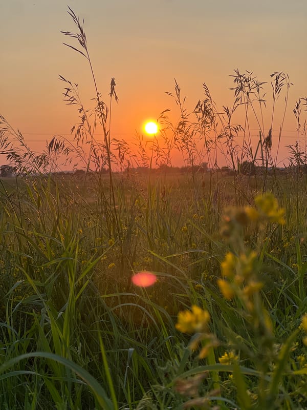 Golden hour in a wildflower field, Pivkino