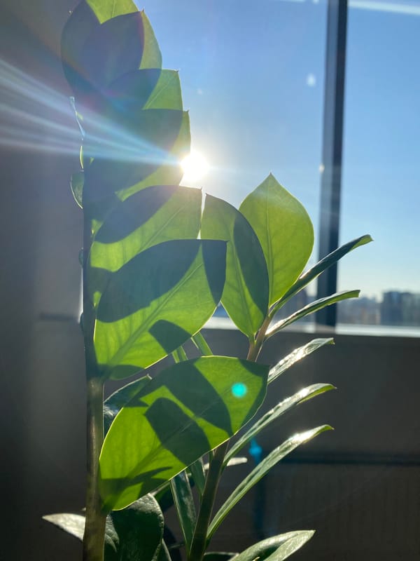 Yekaterinburg resident captures plant and city views from building