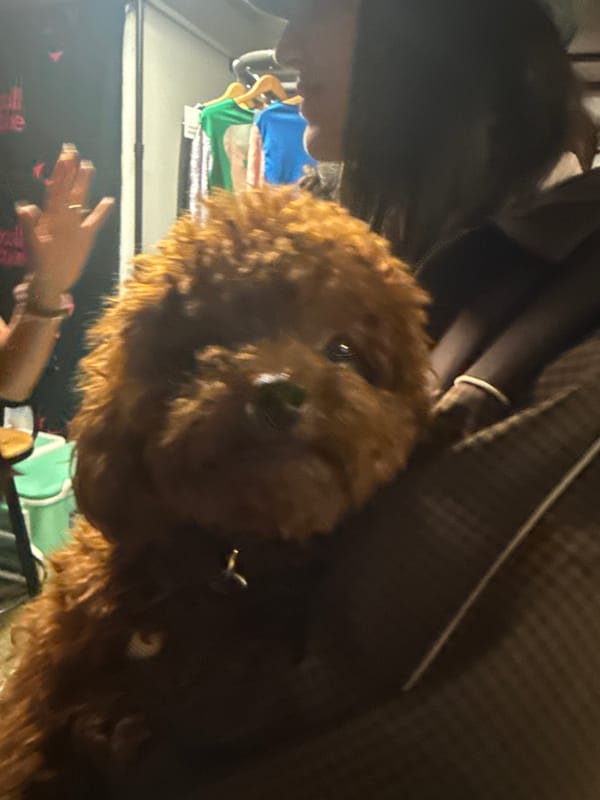 Brown poodle spotted in early morning Los Angeles home