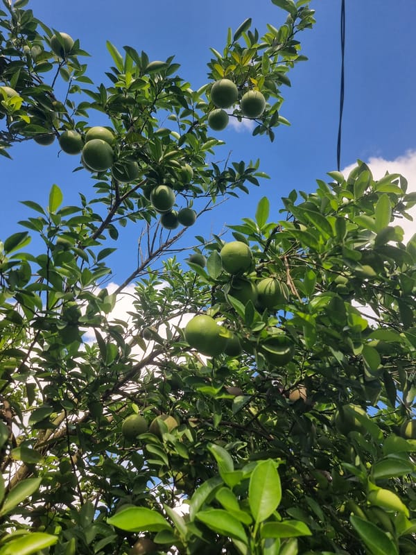 Fruit tree photographed from below in Zanzibar
