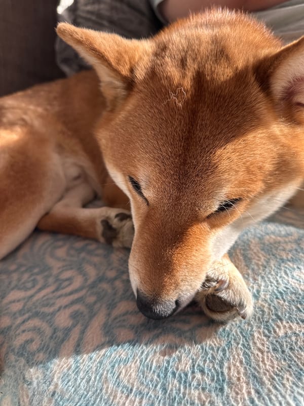 Shiba Inu rests peacefully on sofa in Kovrov