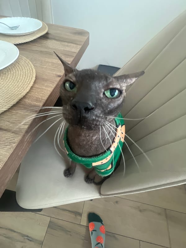 Cats posing indoors in Votkinsk home