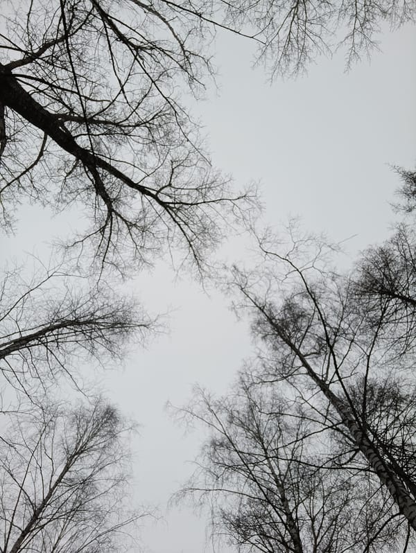 Morning life documented in Chaikovsky: trees, coin, selfie, oranges