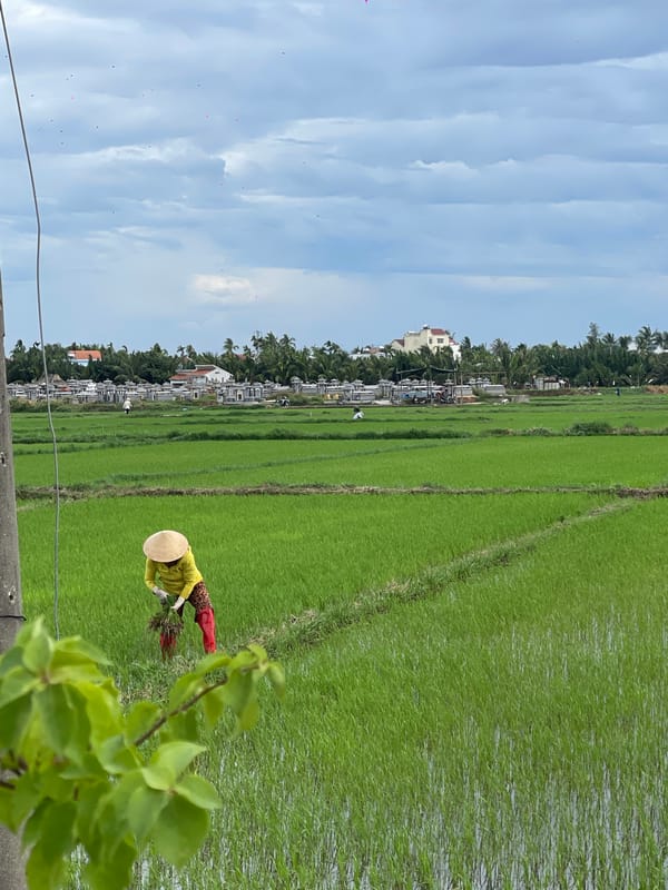 Quiet morning scenes from Hoi An's streets and countryside