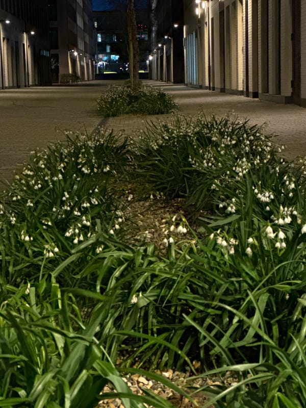 Snowdrop flowers bloom in London pedestrian area