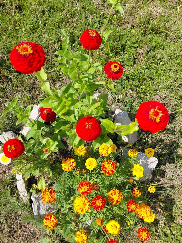 A Siberian dacha garden in full summer bloom and harvest