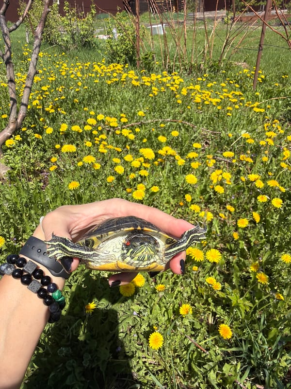 Person cares for pet turtle in sunny Russian backyard