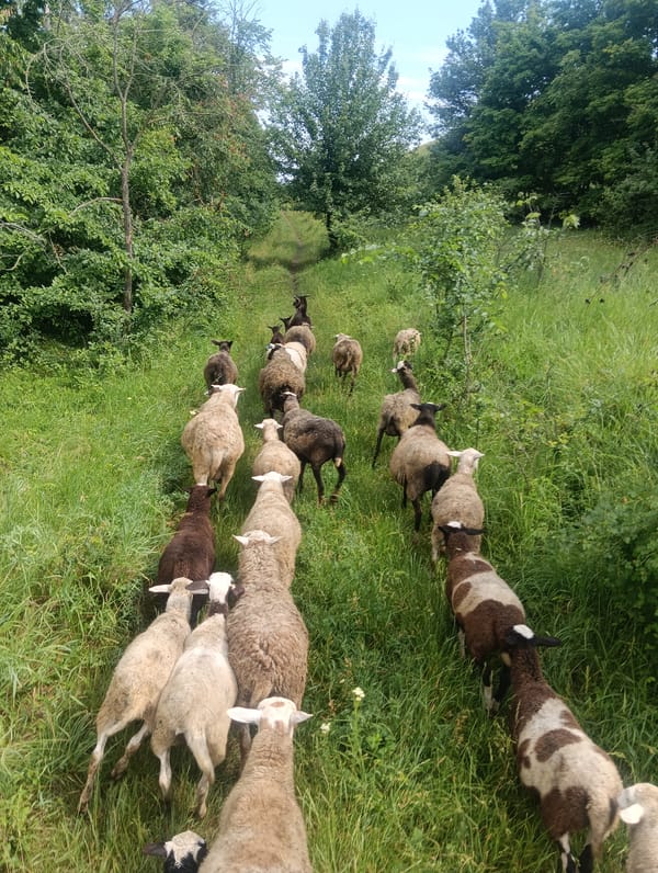 Sheep and goats roam green hillsides on a sunny afternoon.