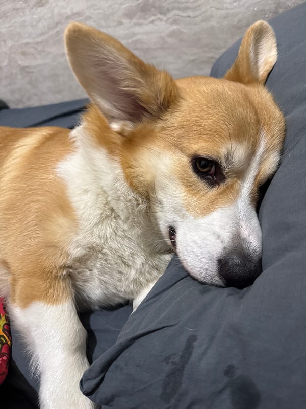 Corgi dog captured resting and barking in Krasnoyarsk