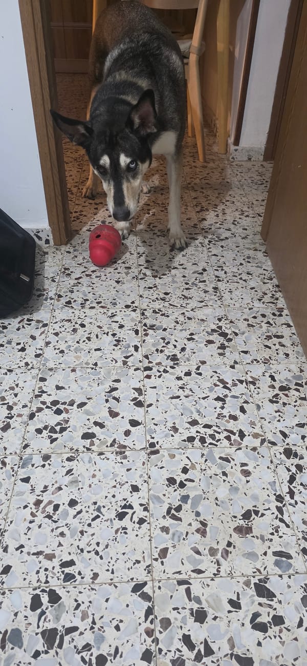Dogs playing and resting in Sderot parks and homes