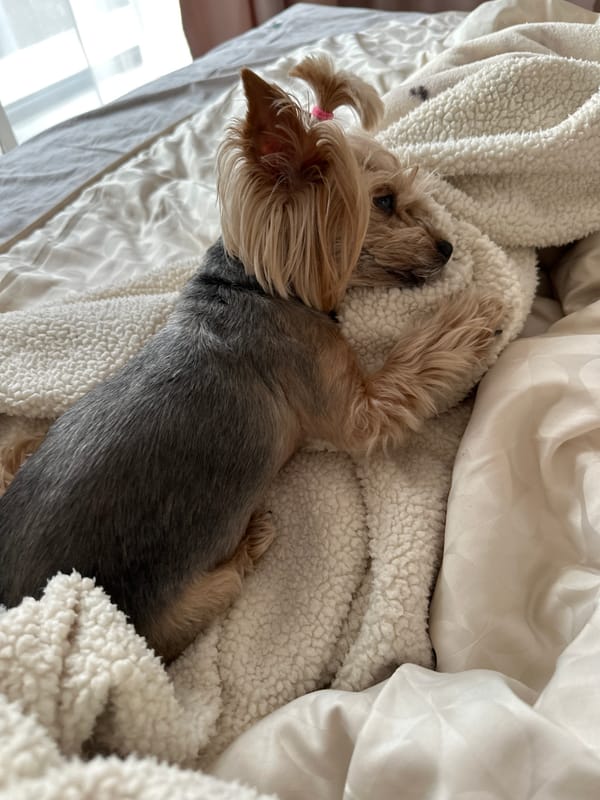 Yorkshire Terrier sleeps peacefully on bed in Sofia