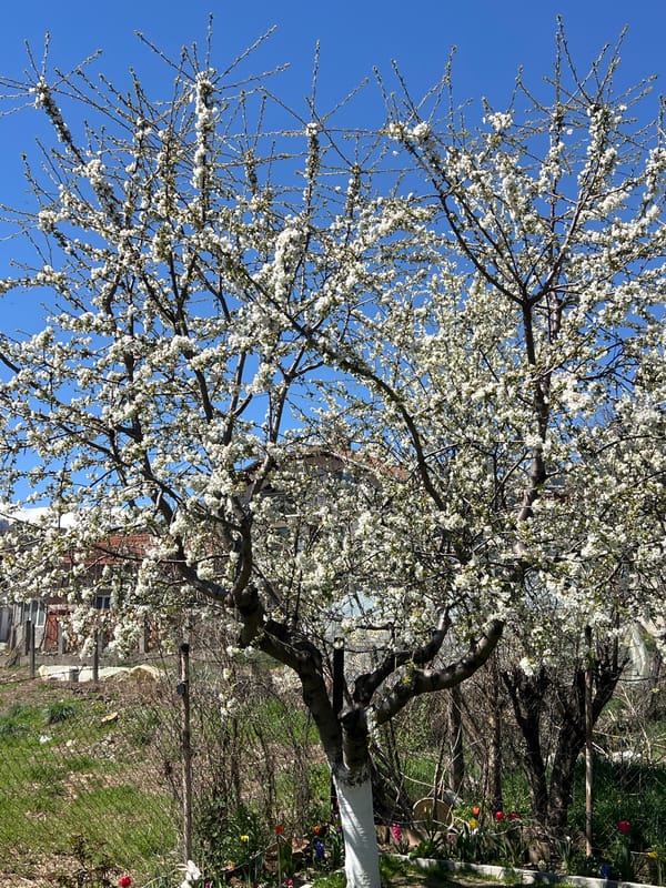 White blossoms bloom on tree in Kornitsa, Bulgaria