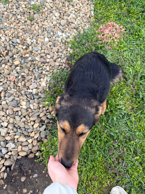 Woman documents quiet day with dogs in Russian town